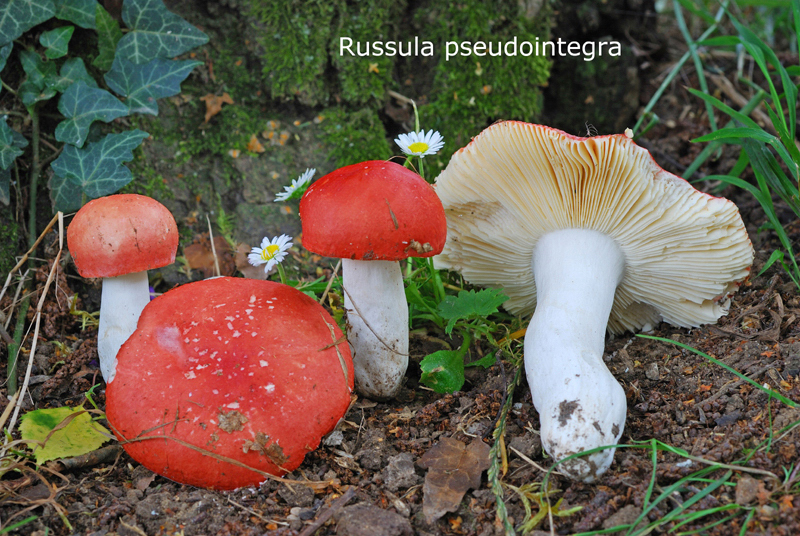 Russula pseudointegra-amf1661-2.jpg - Russula pseudointegra ; Nom français: Russule coccinée